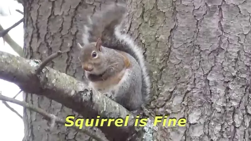 Squirrel Sounds